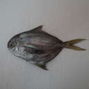 Image of Pacific harvestfish