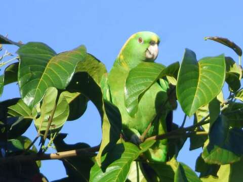 Image of Amazona oratrix hondurensis Lousada, Howell & Sng 1997