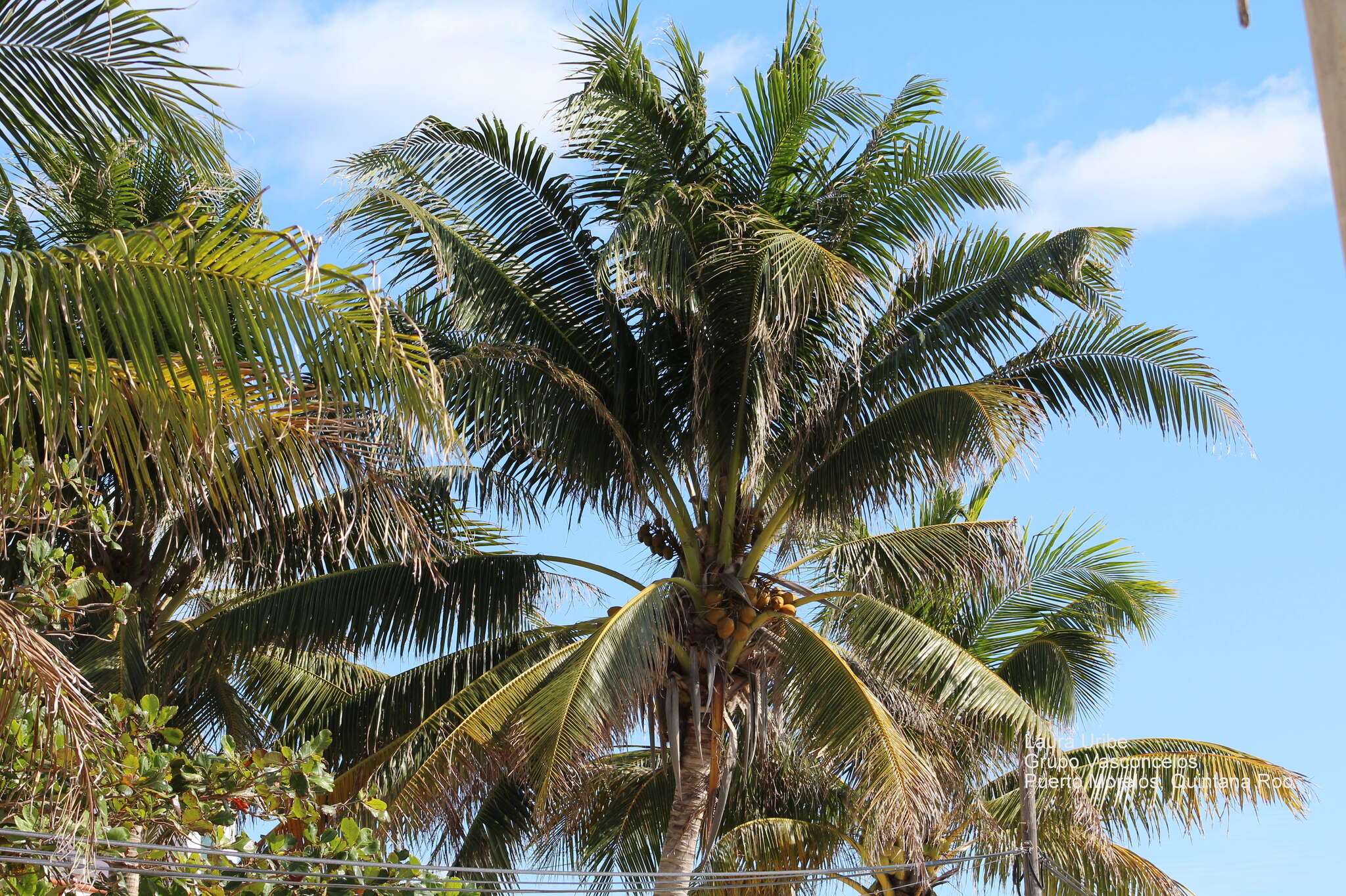 Image of coconut palm