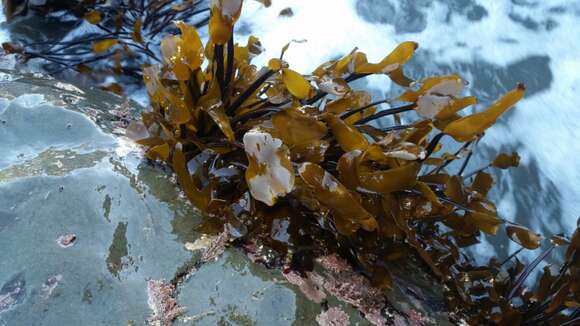 Image of Laminaria sinclairii