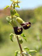 Image of Tinnea rhodesiana S. Moore