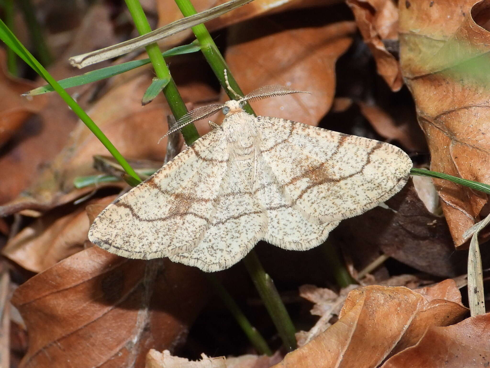 صورة Adactylotis contaminaria Hübner 1813