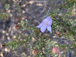 Imagem de Eremophila pustulata S. Moore