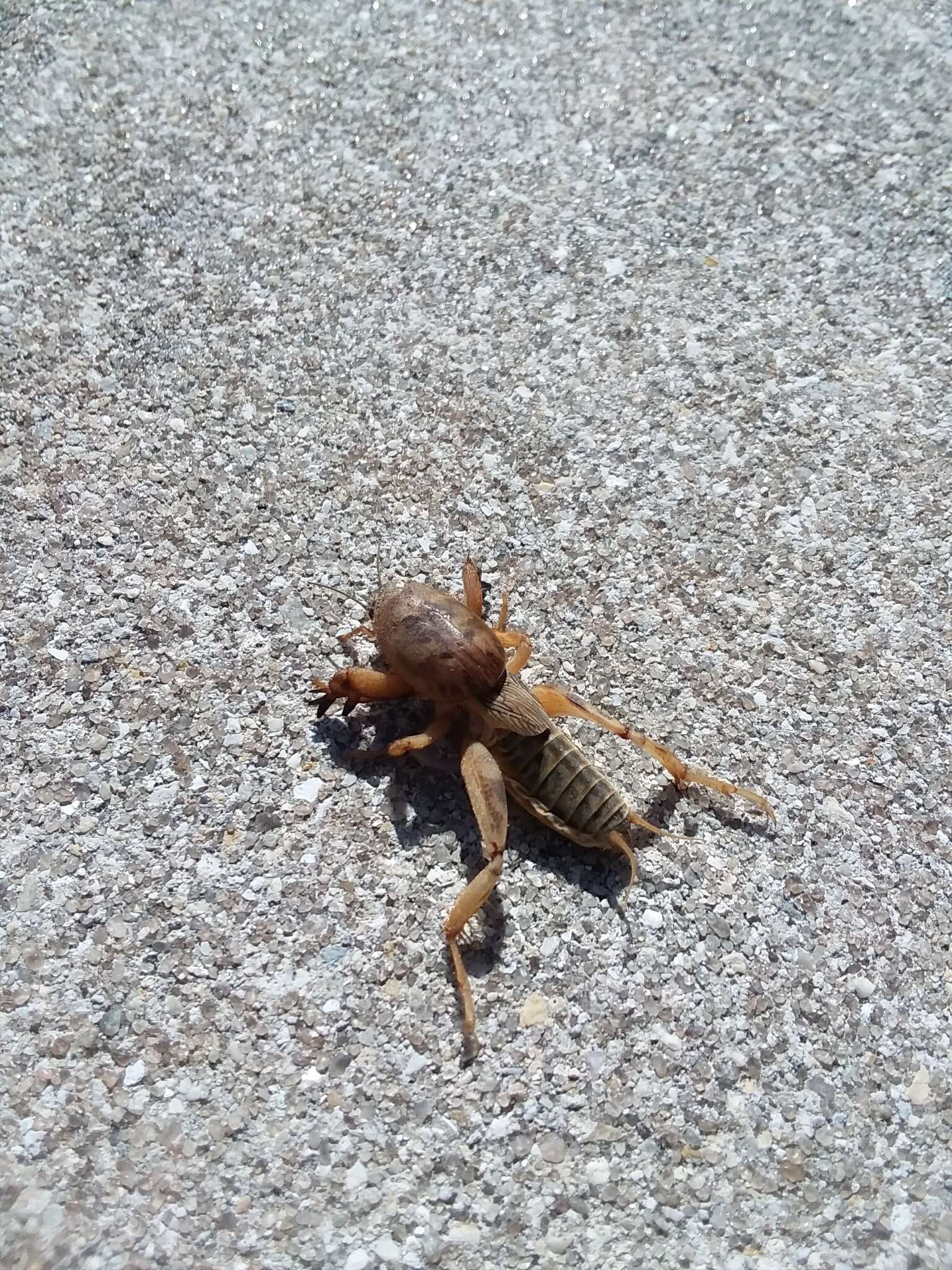 Image of Shortwinged mole cricket