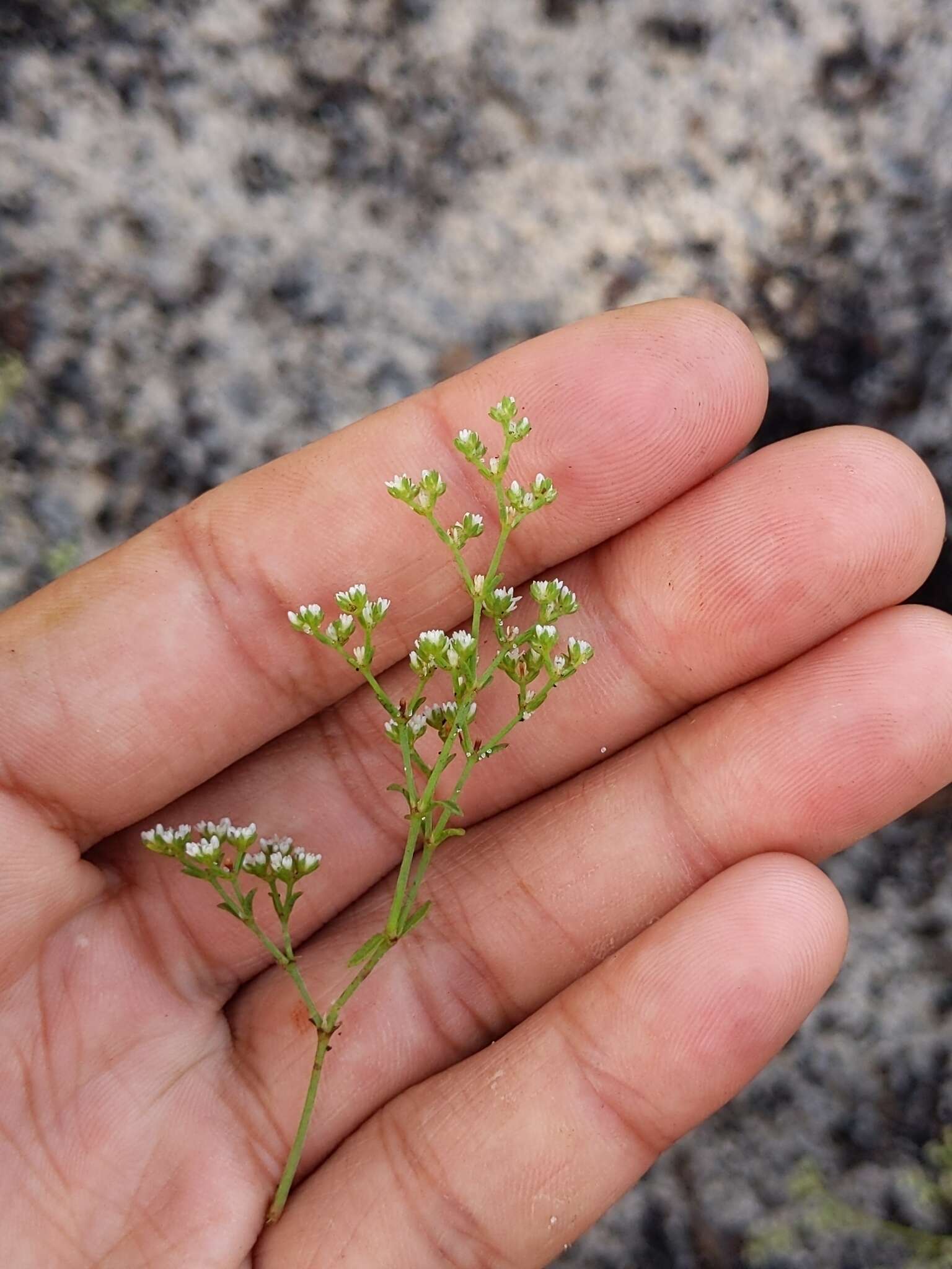 Image of American nailwort