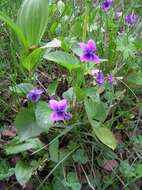 Слика од Viola langsdorfii subsp. sachalinensis W. Becker