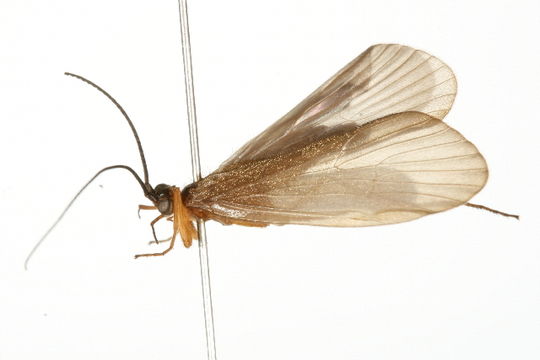 539.jptri img 2168 1265744842 jpg.580x360