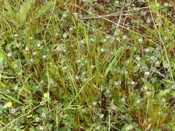 Image of southern clover