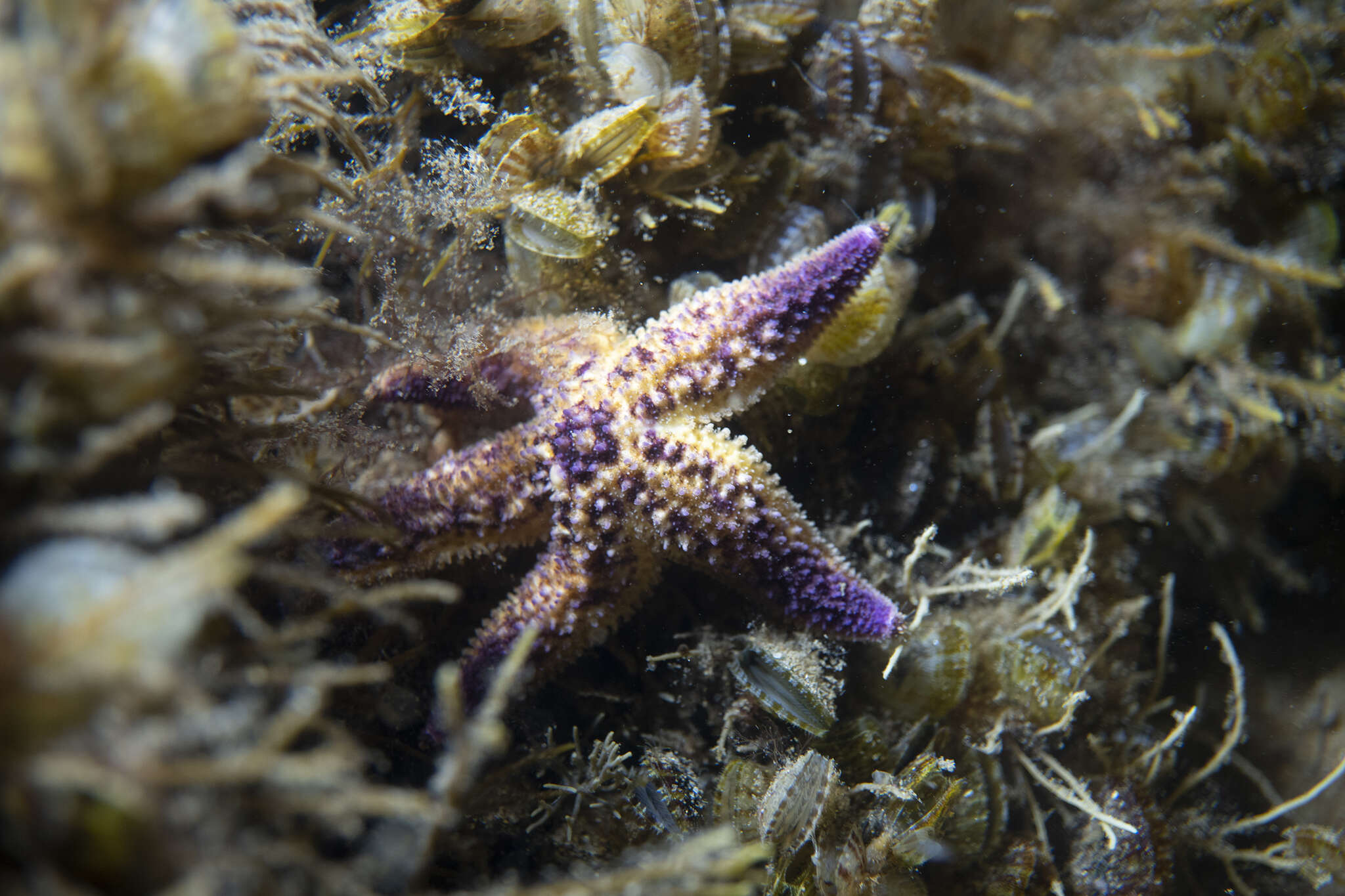 Image of northern Pacific sea star