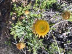 Image of Coronidium oxylepis (F. Müll.) Paul G. Wilson