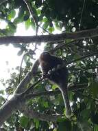 Image of Ornate Titi Monkey