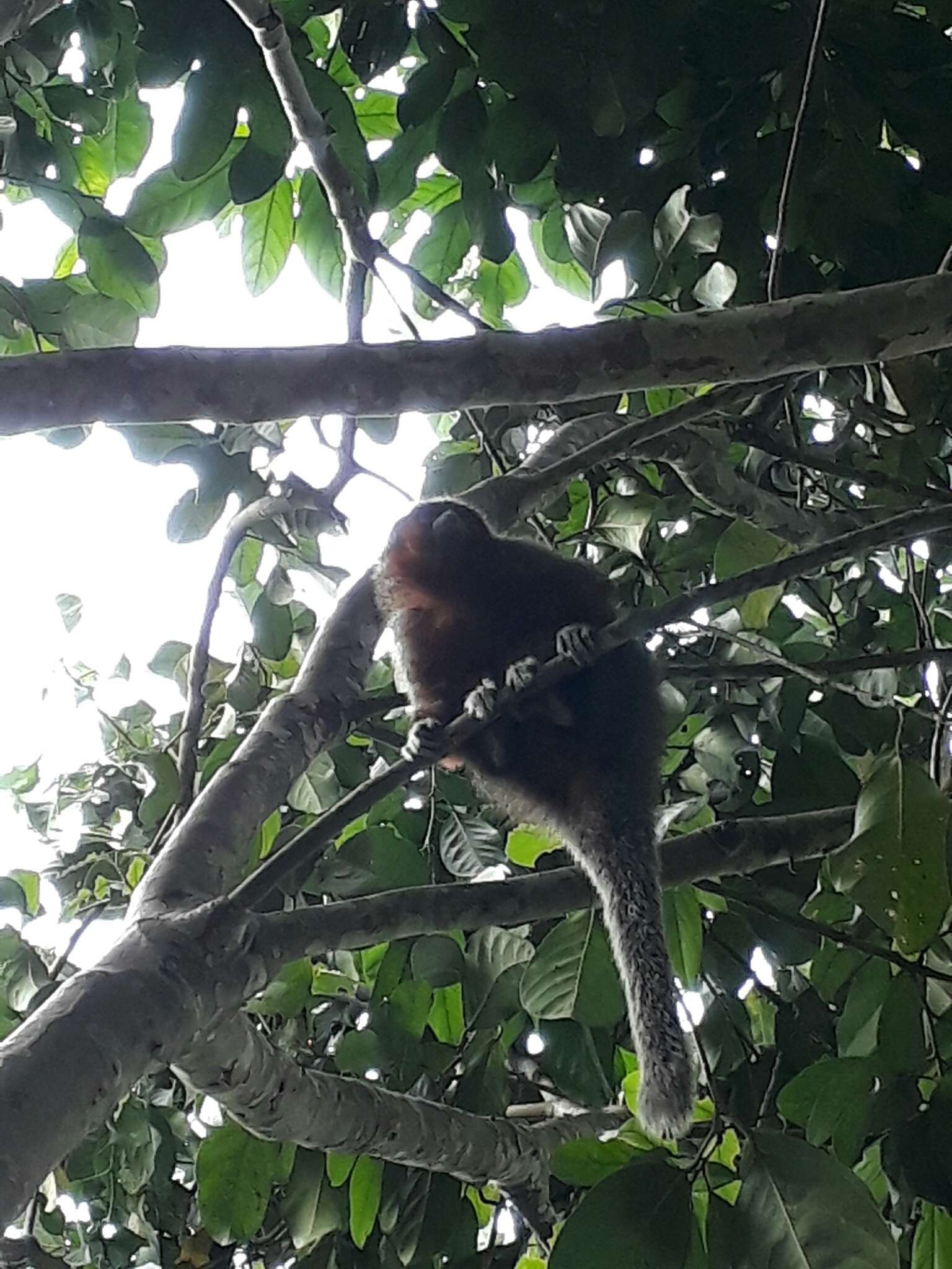 Image of Ornate Titi Monkey