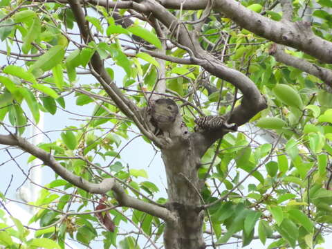 Image of Sunda Pygmy Woodpecker