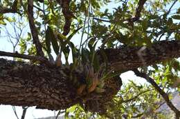 Image of Laelia eyermaniana Rchb. fil.