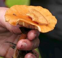 Image of Lactarius atlanticus Bon 1975