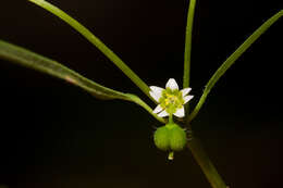 Image of blackseed spurge