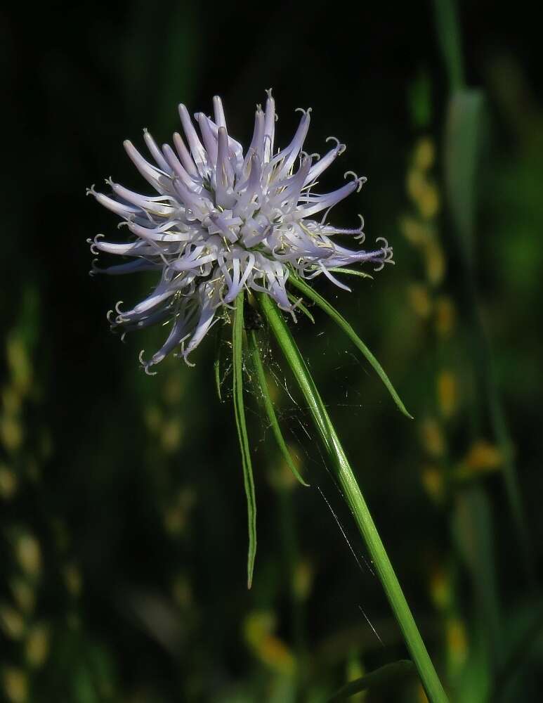 صورة Phyteuma scheuchzeri subsp. columnae (E. Thomas) Bech.