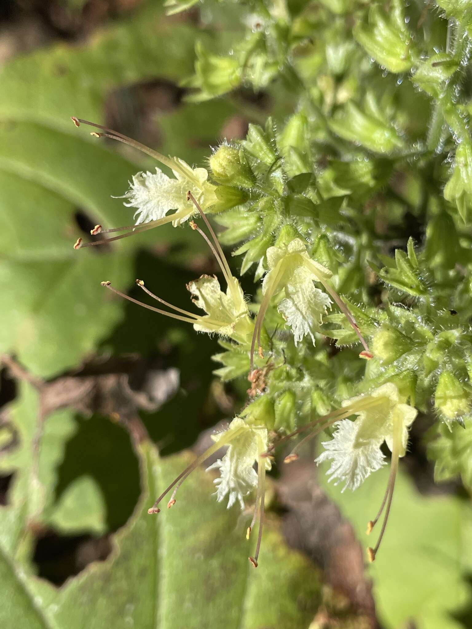 Image of Collinsonia anisata Sims