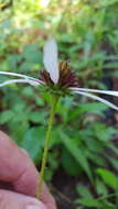 Image of sanguine purple coneflower