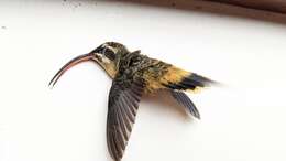 Image of Tawny-bellied Hermit