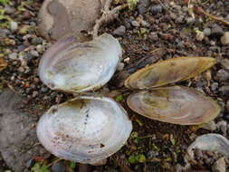 Image of Atlanticoncha ochracea