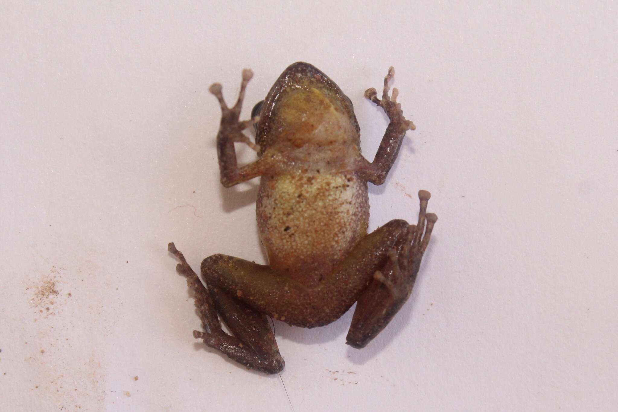 Image of Banded Robber Frog