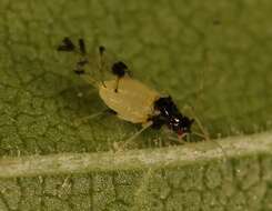 Image of Aphid