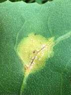 Image of Puccinia silphii Schwein. 1832