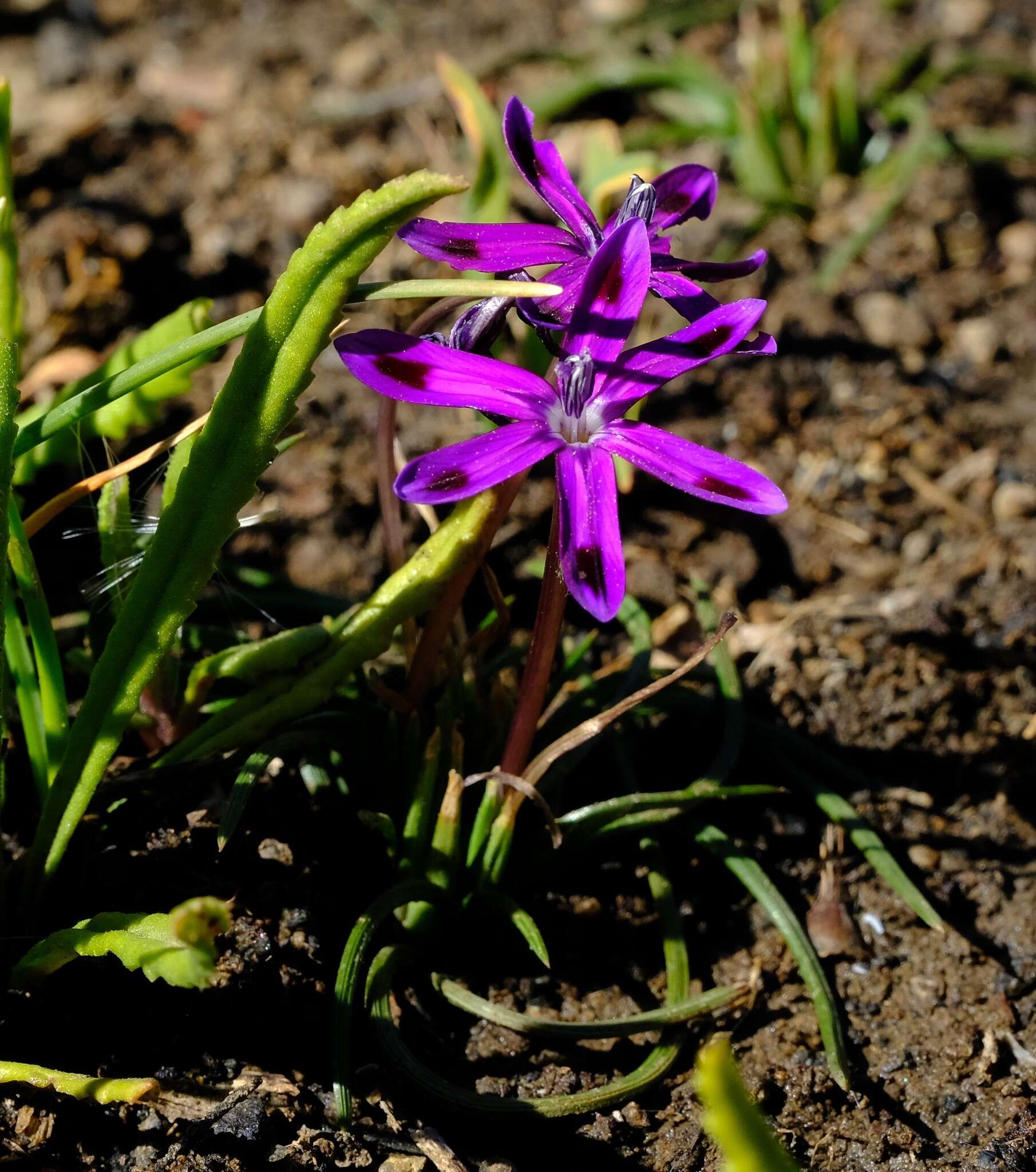 Image of Romulea hantamensis (Diels) Goldblatt