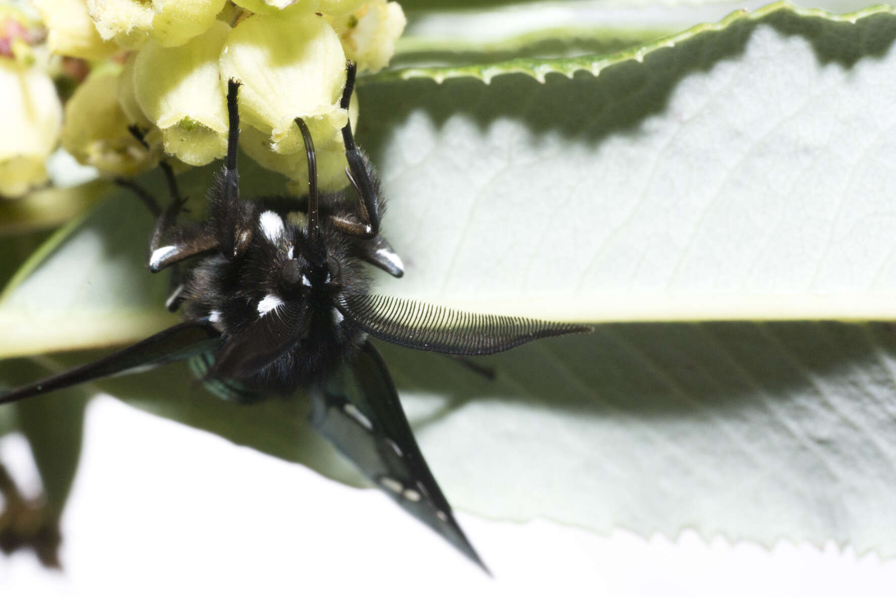 Image of Princely tiger moth