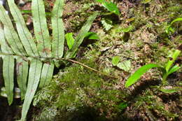 Слика од Polypodiodes amoena (Wall. ex Mett) Ching