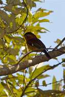 Image of Black-capped Piprites