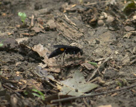 صورة Psorthaspis brimleyi (Malloch 1928)