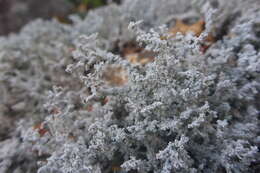 Image of Rock foam lichen