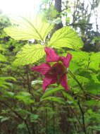 Image of salmonberry