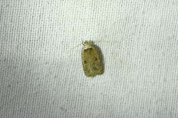 Image of Agonopterix argillacea Walsingham 1881