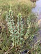 Image of Four-Leaf Mare's-Tail