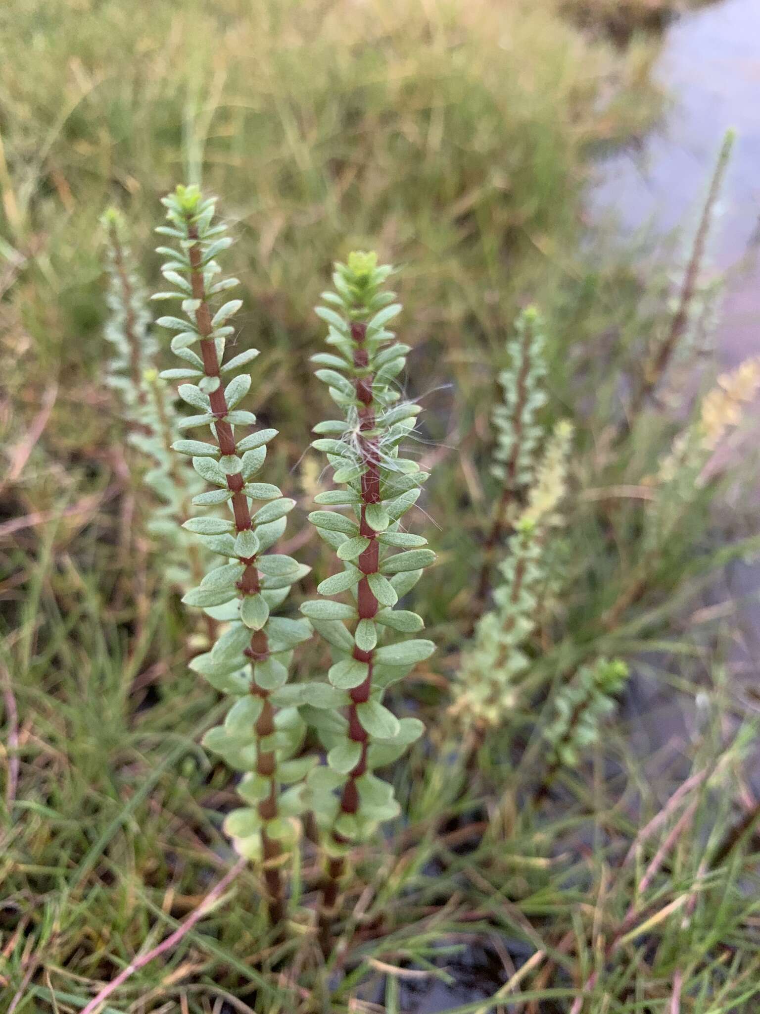 Image of Four-Leaf Mare's-Tail