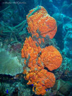 Image of orange elephant ear sponge