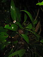 Image of Begonia semilunata Aver.