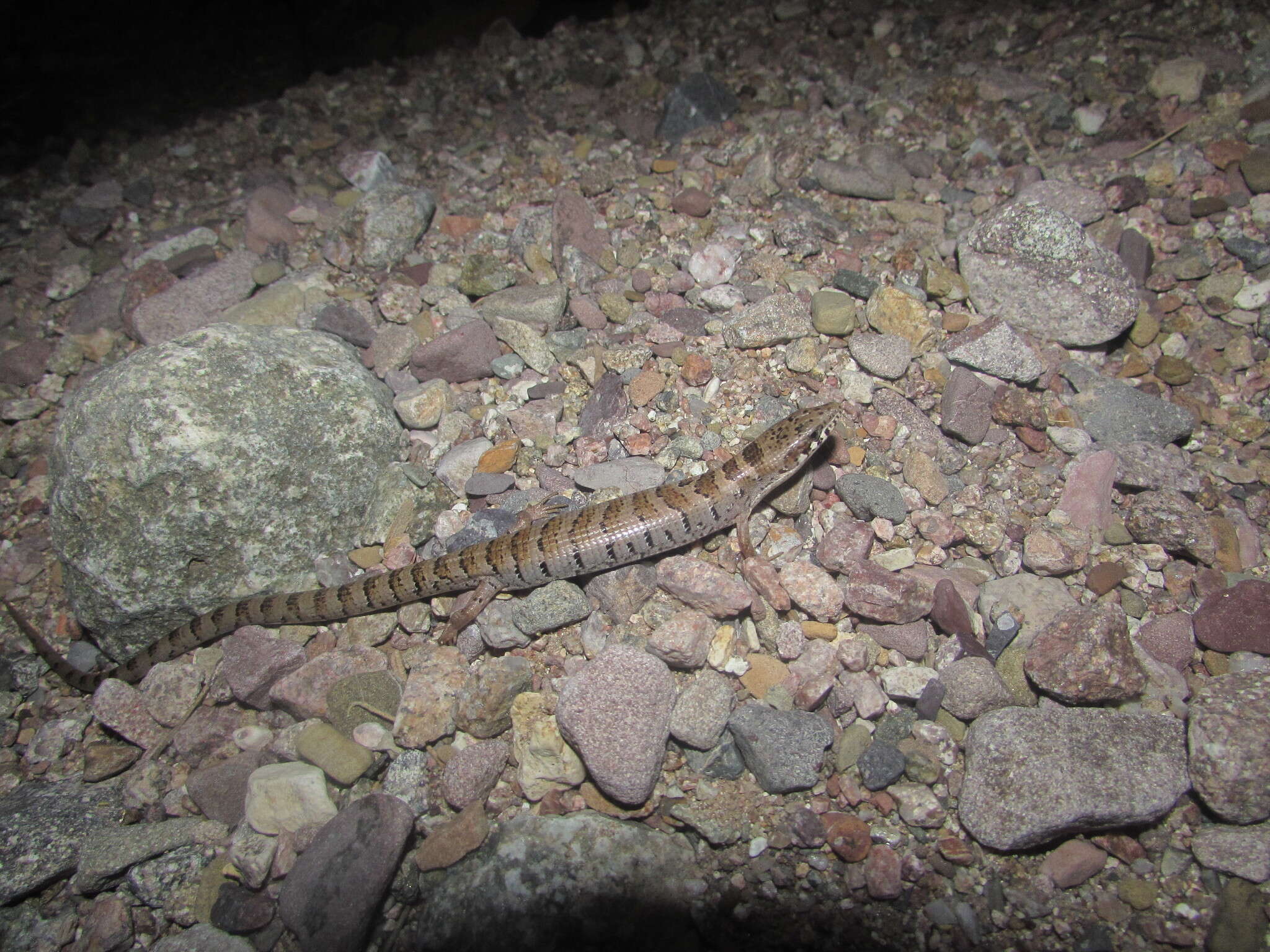 Image of Elgaria kingii nobilis Baird & Girard 1852