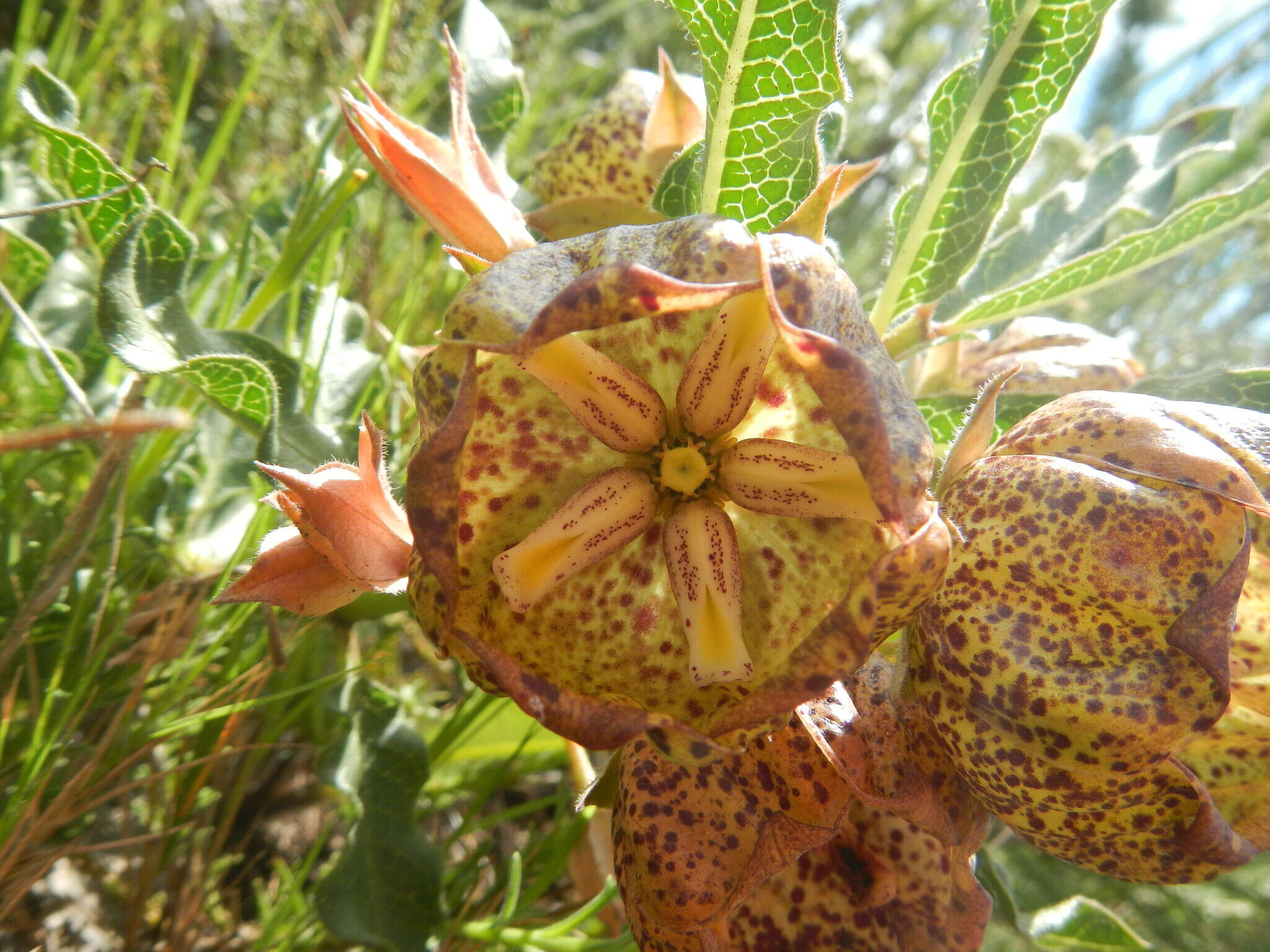 Sivun Pachycarpus grandiflorus (L. fil.) E. Mey. kuva