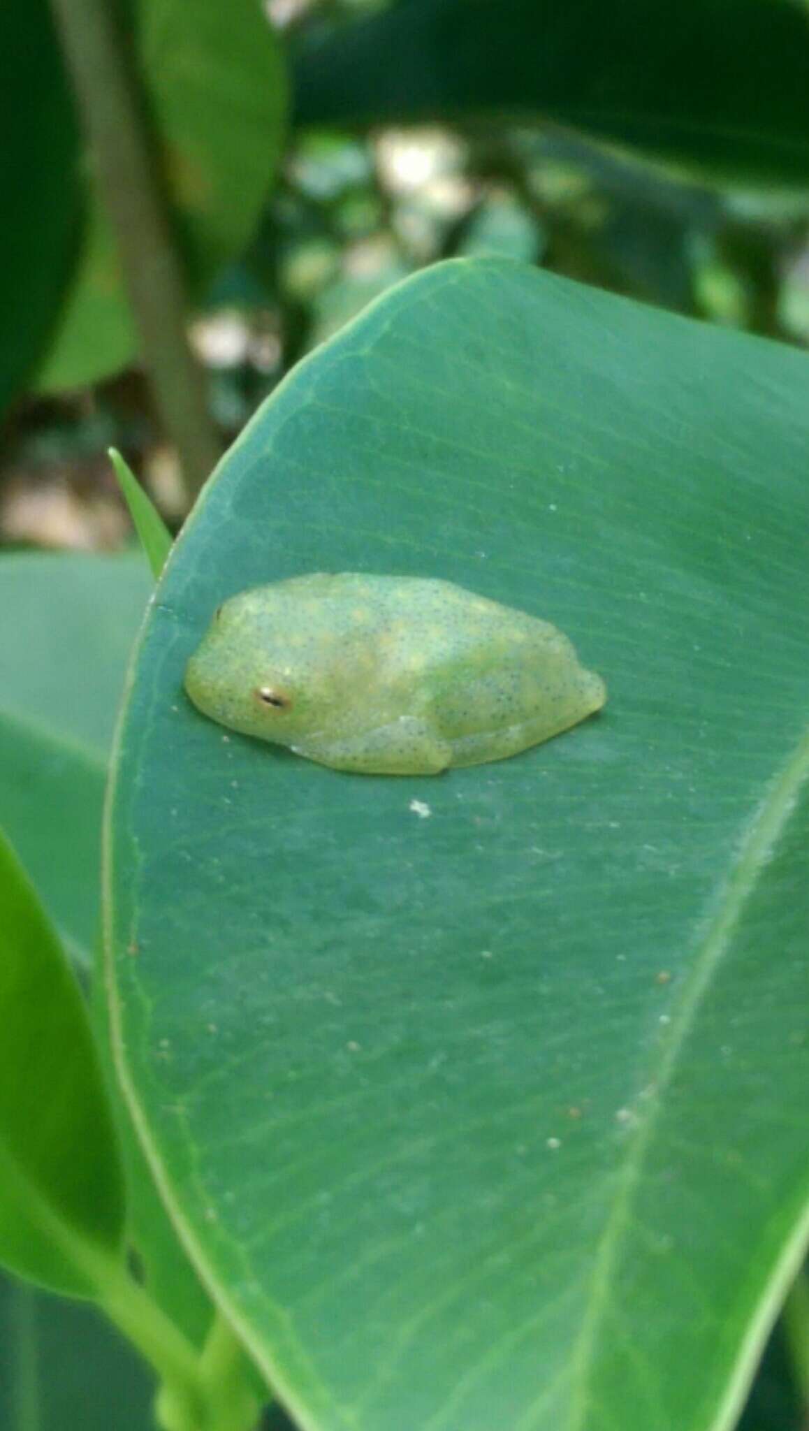 Image of Hyalinobatrachium munozorum (Lynch & Duellman 1973)