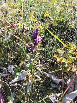 Image of eared dwarf gentian