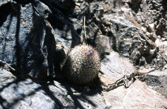 Image of Parodia microsperma subsp. horrida (F. H. Brandt) R. Kiesling & O. Ferrari