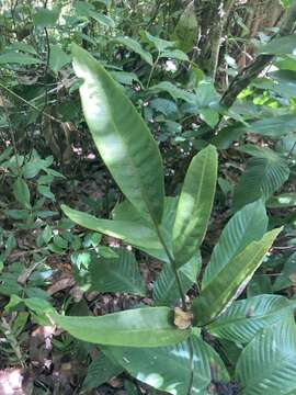 Image de Mickelia pergamentacea (Maxon) R. C. Moran, Labiak & Sundue