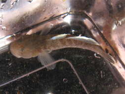 صورة Rhinogobius rubromaculatus Lee & Chang 1996