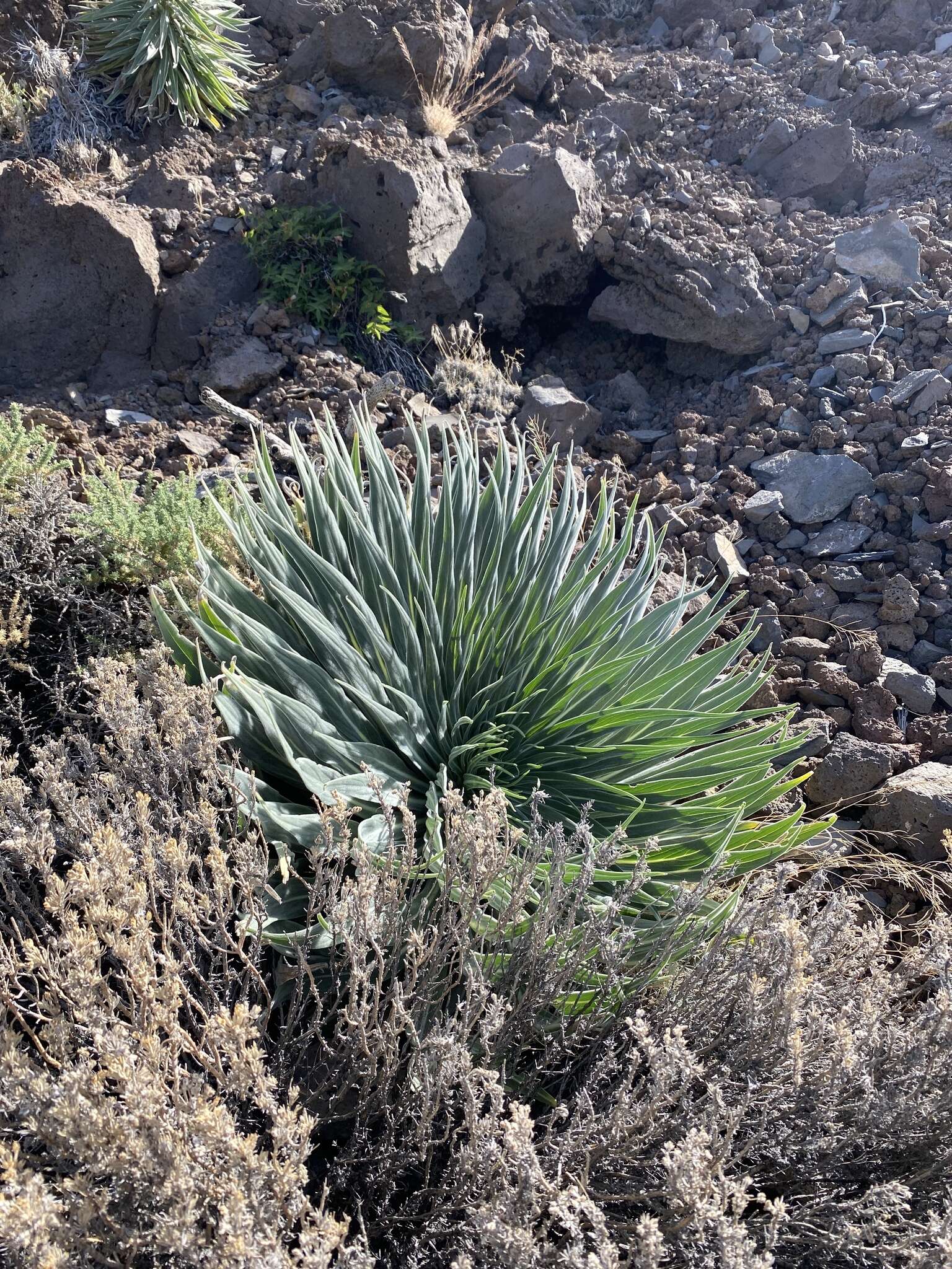 Image of <i>Echium perezii</i> Sprague