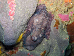 Image of Maori octopus