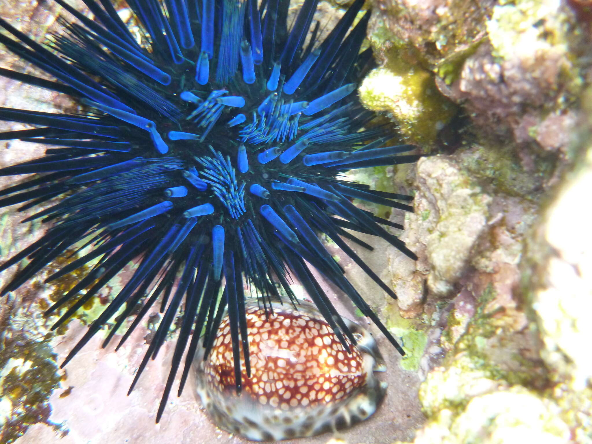 Image of Diadema urchin